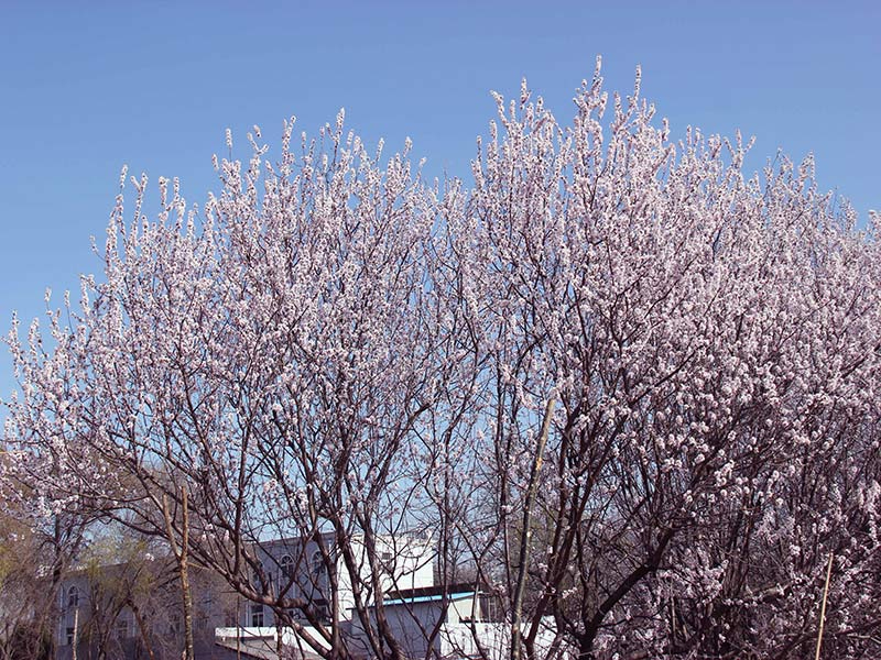 2022年清明节,扫墓时能够带什么? 2022年清明节,扫墓时能够带什么?